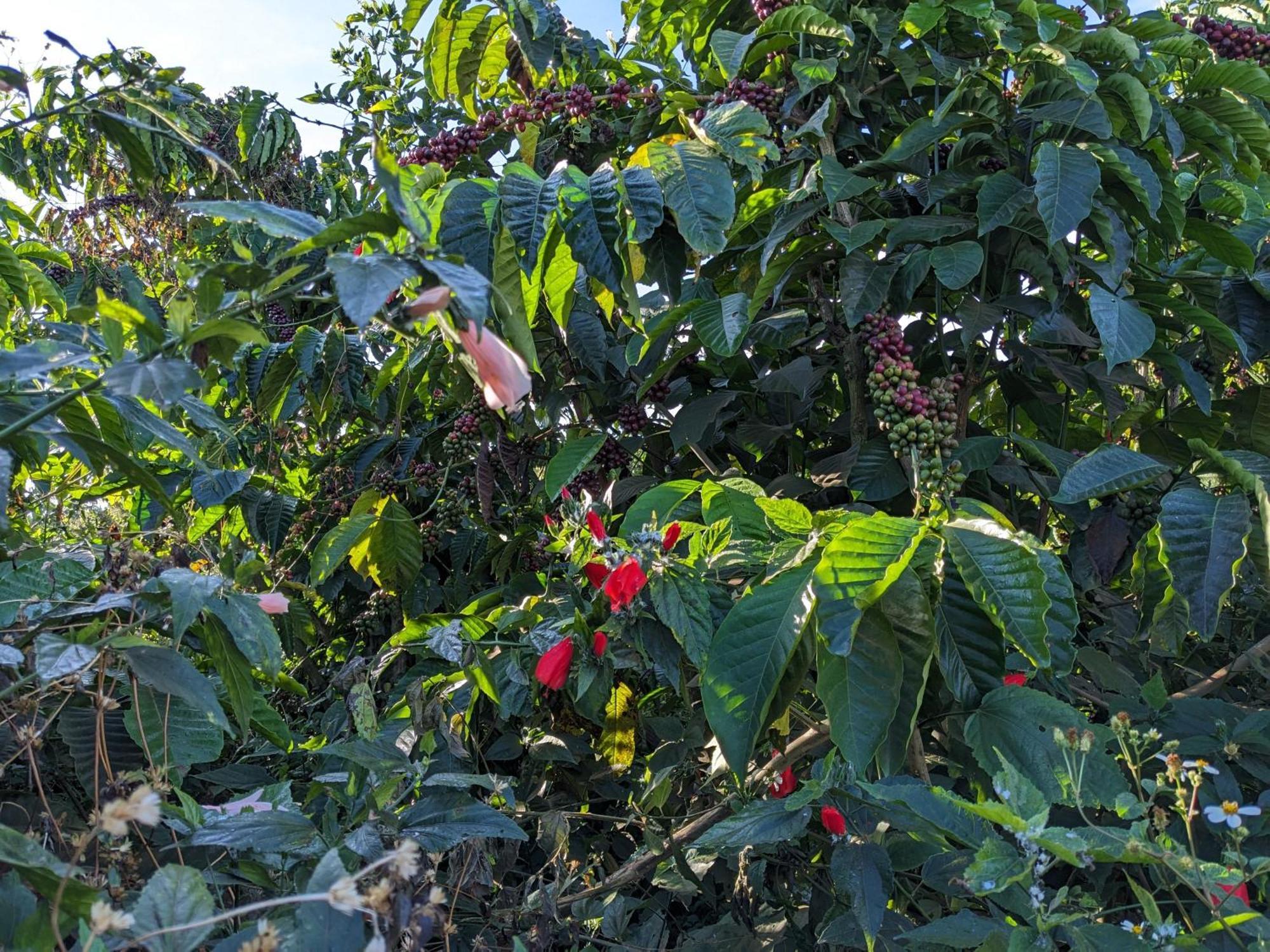 Ferienwohnung Ivy Coffee Farm - Garden House Duc Trong Exterior foto