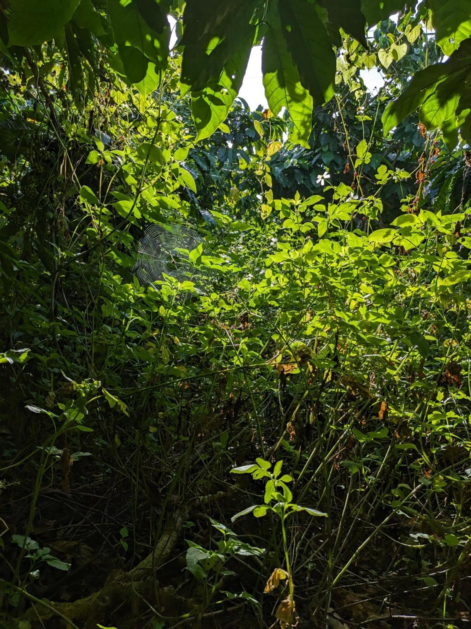 Ferienwohnung Ivy Coffee Farm - Garden House Duc Trong Exterior foto