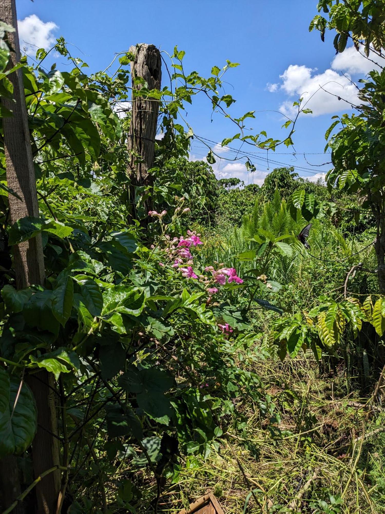 Ferienwohnung Ivy Coffee Farm - Garden House Duc Trong Exterior foto