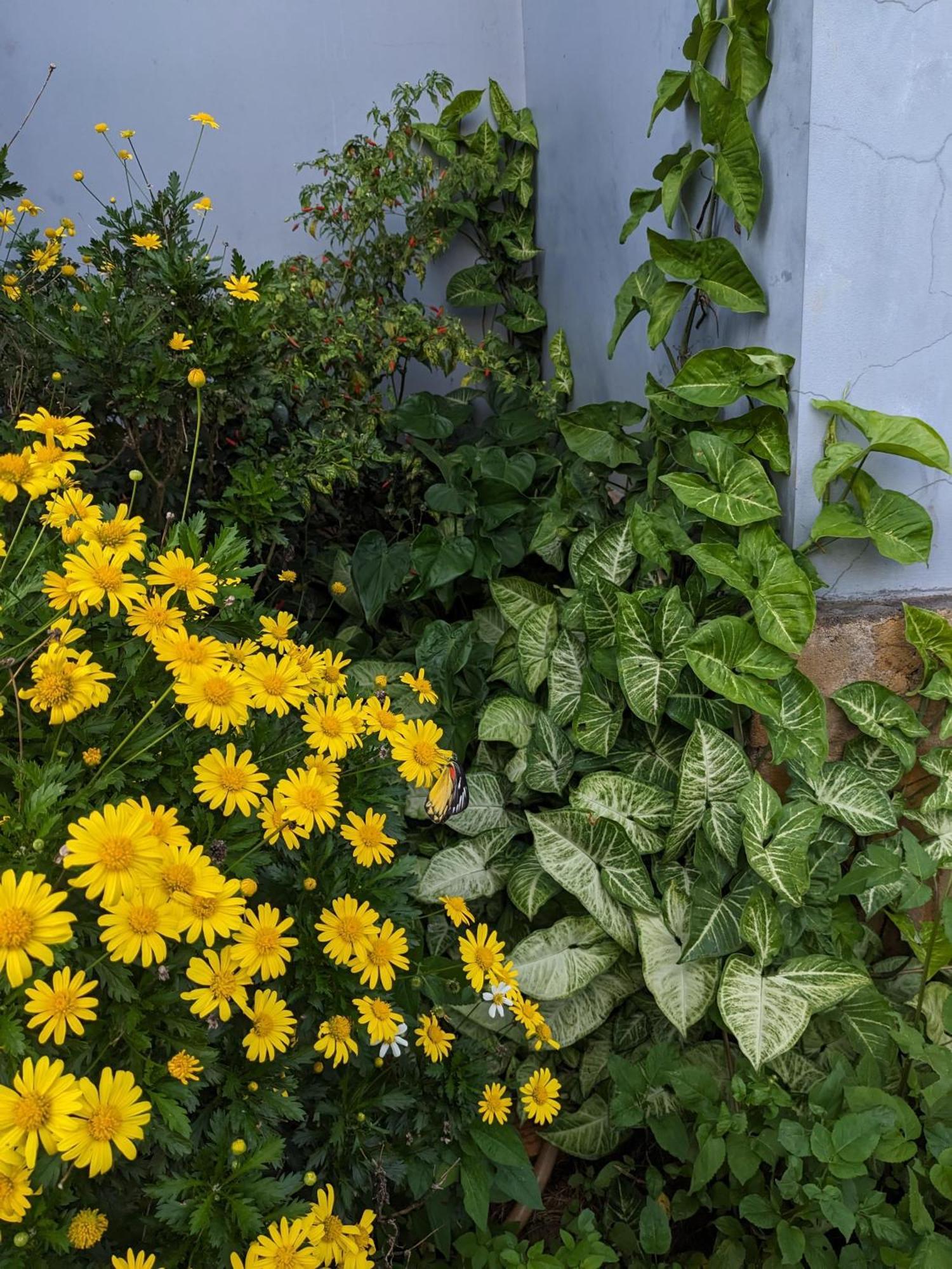 Ferienwohnung Ivy Coffee Farm - Garden House Duc Trong Exterior foto